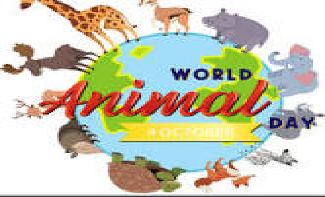 animal