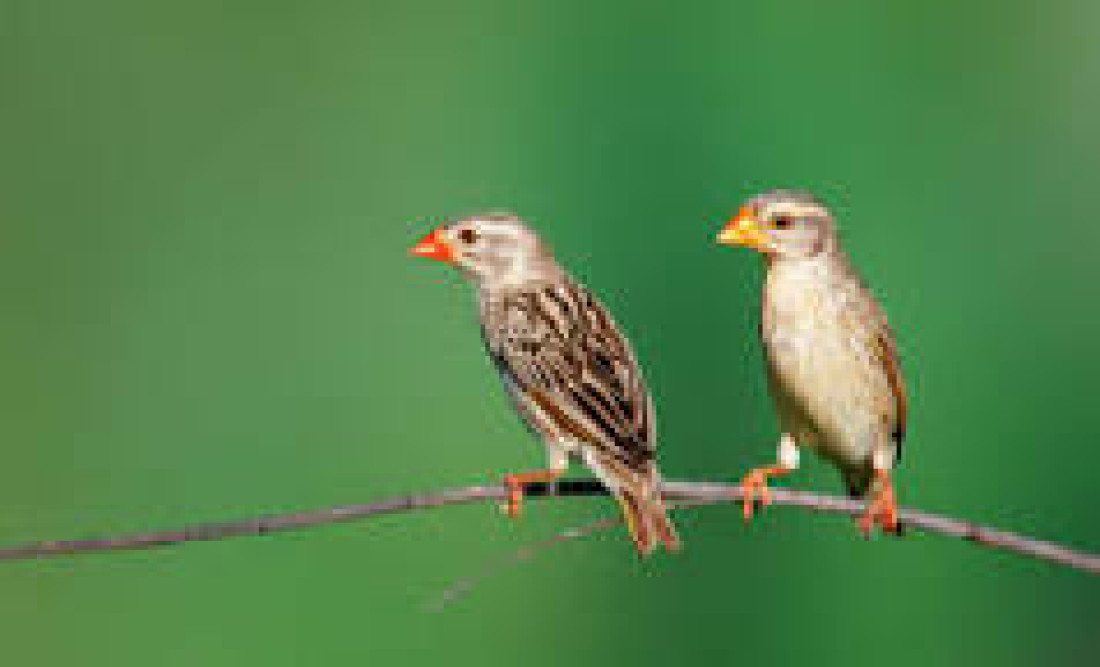 bird