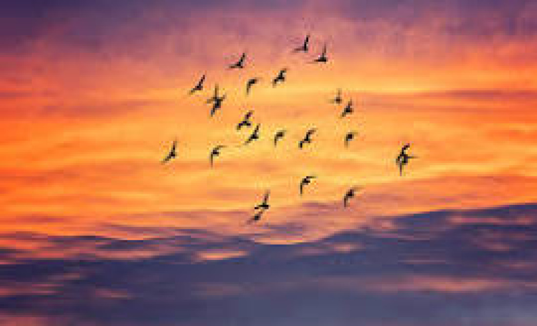 birds