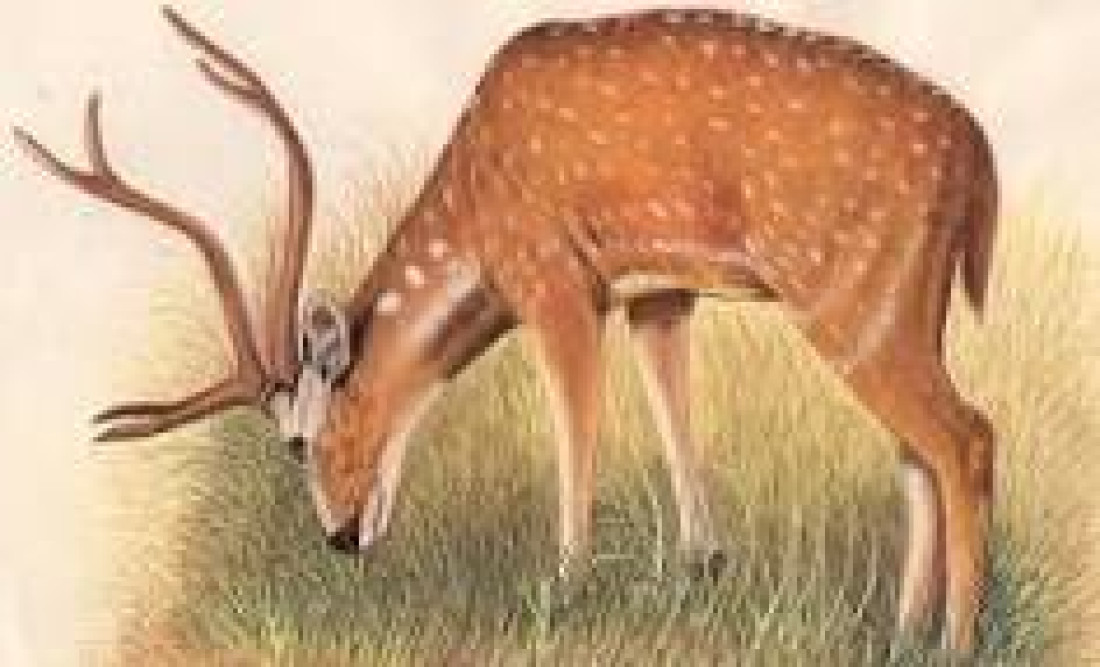 hiran
