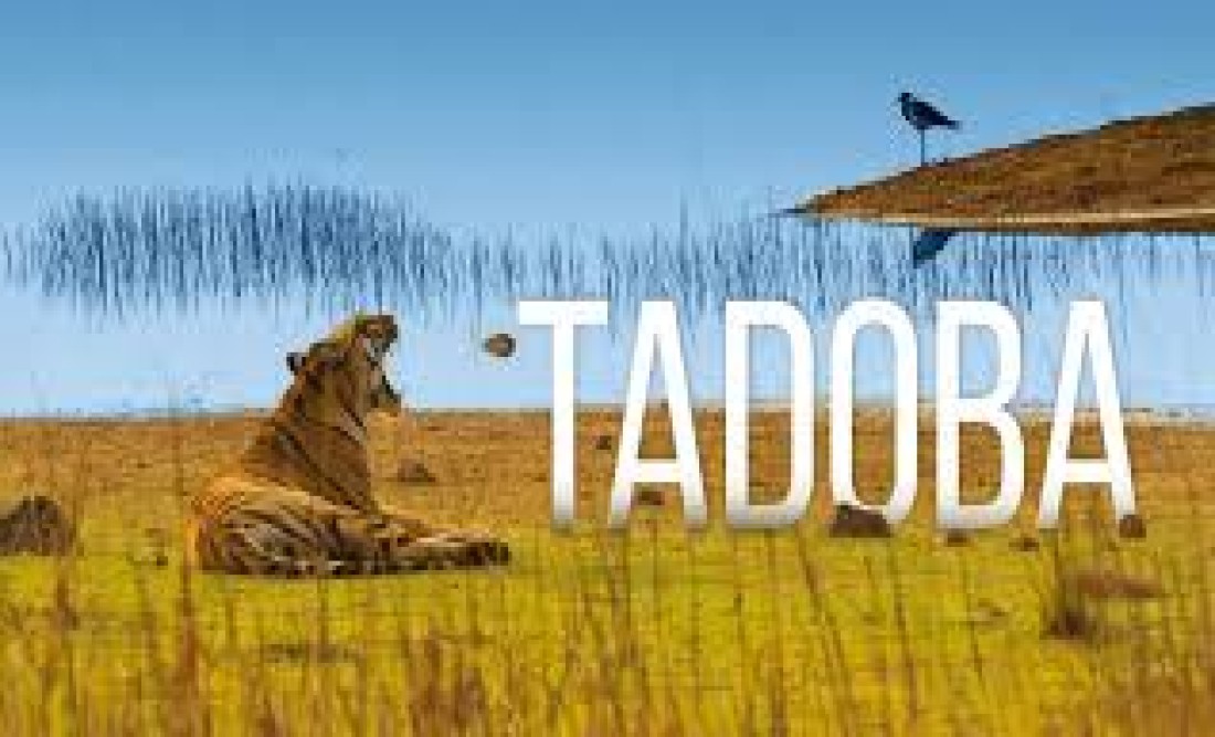 tadoba