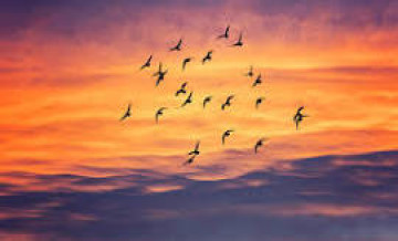birds