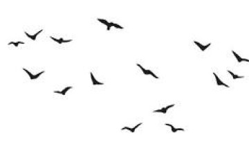 birds