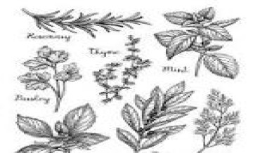 herbs