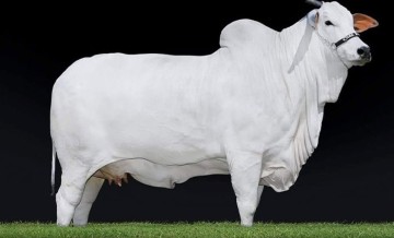 World's Most Expensive Cow Ever Sold- Viatina-19 is from India