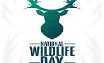 wild