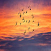 birds