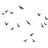 birds