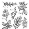 herbs