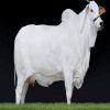 most expensive cow