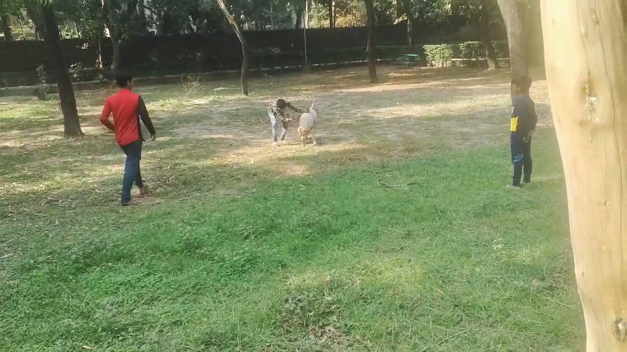 The excitement of the naughty dog ​​having fun with the ball